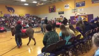 Donkey Basketball Jan 18 2017 [upl. by Ecertal]