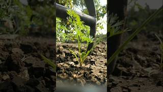 The carrot plants have grown so big nature farming carrot shorts [upl. by Mario]