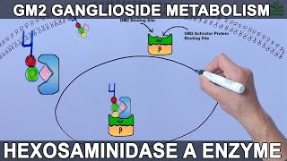 Lysosomal Metabolism of GM2 Ganglioside  Tay Sachs Diesease [upl. by Haleemak329]