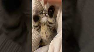 cat cates kitten cate catlover catee cute cutecates catstagram cateen [upl. by Ayanej]