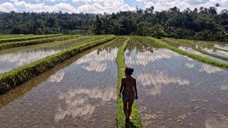 Jatiluwih rice terraces Nusa Lembongan and Pemuteran Bali [upl. by Nogem]