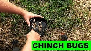 How to detect and kill chinch bugs in the lawn [upl. by Idihsar]