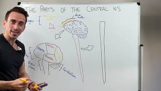 Overview of the Central Nervous System CNS [upl. by Bram584]