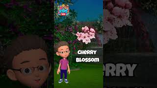 Flower Names Learning video with Jolly Part 4  Pre K Educational Videos  thekidsshowenglish [upl. by Berkshire]