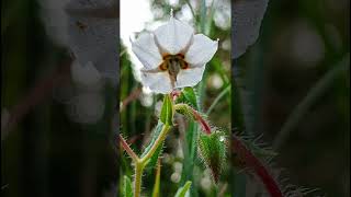 Trichodesma indicum Boraginaceae family naturegarden trending flowers wildflowers forest [upl. by Eillom491]