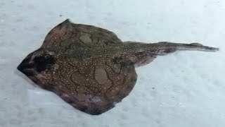 Flatfish [upl. by Navannod]