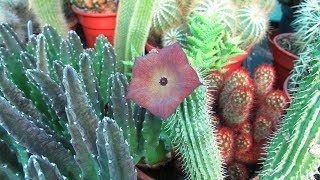 My Hoodia gordonii Succulent Plant in beautiful Flower [upl. by Lupita115]