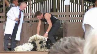 Sheep Shearing at the Yorkshire show [upl. by Yereffej213]