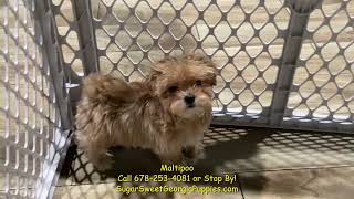 New Maltipoo Puppies Available For Sale [upl. by Price]