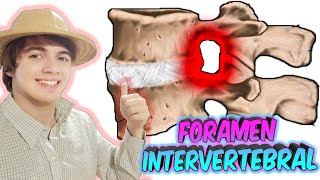 FORAMEN INTERVERTEBRAL  APRENDELO AQUÍ ULTRA FÁCIL🦴🦴 [upl. by Ecienahs597]