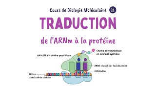 LA TRADUCTION de lARN messager en protéines  Biochimie Facile [upl. by Akinoj629]