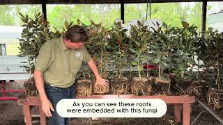 Mycorrhizal Fungi Benefits [upl. by Rebm]