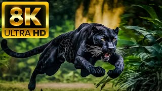 HUNTER ANIMALS  8K 60FPS ULTRA HD  With Nature Sounds Colorfully Dynamic [upl. by Oliva]