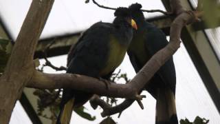 Reuzentoerakos  Great Blue Turacos ZOO Antwerpen [upl. by Yetta]