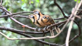 Greater Necklaced Laughingthrush [upl. by Siddon139]