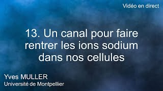 13 Un canal pour faire rentrer les ions sodium dans nos cellules [upl. by Carole829]