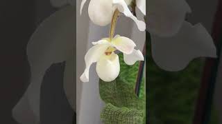 Paphiopedilum De Perle орхидеи [upl. by Lorin]