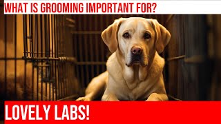 Grooming Your Labrador Retriever A StepbyStep Guide [upl. by Notxap]