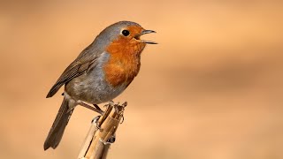 Kızılgerdan  European Robin Erithacus rubecula [upl. by Perlman]