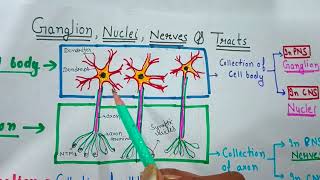 Nervous systemGANGLIONNUCLEINERVESTRACTSCONFUSING TERMS OF BIOLOGYNEURONneettgtpgt [upl. by Dorella143]