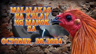 October 30wednesday malalakas na kulay ng manoktop scorer [upl. by Asher303]