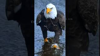 Eagle in action ytshorts trendingshorts wildlife wildlifephotography birdofprey naturelovers [upl. by Chiang]