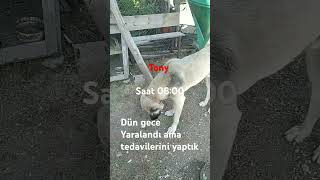 Tony Yaraladı ama tedavisi yapıldı köpek kangal hayvansevgisi [upl. by Frasquito]