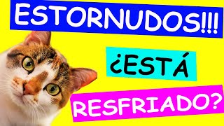 ESTORNUDO EN GATOS ¿Esta resfriado SOLUCIÓN [upl. by Mundt]