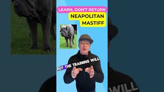 Training your Neapolitan Mastiff Tips and Tricks petzpaws learndontreturn neapolitanmastiff dog [upl. by Orsola]