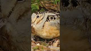 American woodcock sound  all pictures [upl. by Gualtiero349]