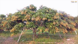 WOW Amazing Agriculture Technology  Longan [upl. by Barayon]