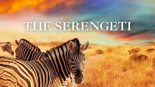 The Serengeti HD  Scenic Wildlife Film With African Music [upl. by Nilorac]