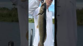 Catching a Lake Okeechobee BOWFIN [upl. by Yzzik]