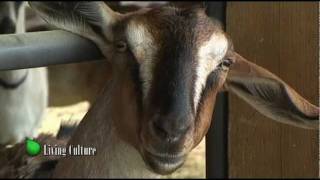 Organic Goat Cheese at Fairview Farm Dairy [upl. by Neerbas316]