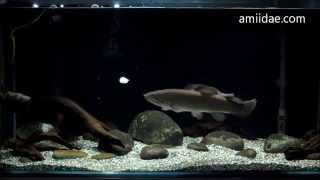 My Bowfin Amia calva update Sep 2015 [upl. by Lladnarc]