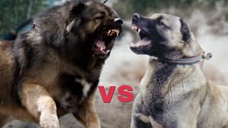 Caucasian Shepherd vs Kangal – Fight Comparison [upl. by Abihsat]