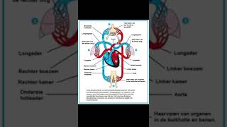 dubbele bloedsomloop [upl. by Hendren203]
