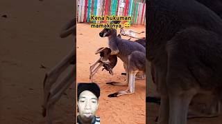 Bayi kanguru kena hukuman mamak nya 😅 kangaroo kanguru kanguruu animallover [upl. by Caravette]