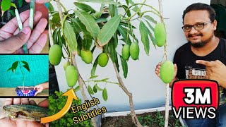 How to grow mango tree from seed amp grafting in Pot गमले में ऐसे उगाता हूँ ढेरों आम ग्राफ्टिंग से [upl. by Ativla]