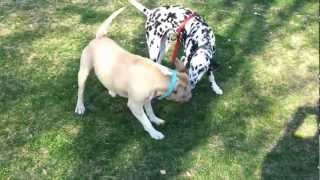 Pitbull Vs Dalmatian [upl. by Beatrisa]