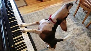 NEW SONG Buddy Mercury in Red  The Singing Beagle Plays Piano [upl. by Thgirw8]