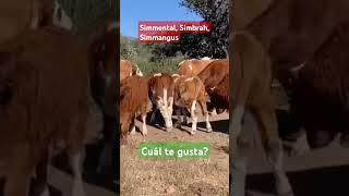 Cuál eliges simmental simbrah simmangus fleckvieh campo rancho ganado ganaderos ganaderia [upl. by Dougal]