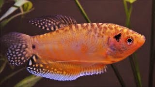 Gold Opaline Gourami  Male  Female  Breeding pair [upl. by Ahsinid]