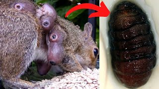 Botfly Removal from Squirrel [upl. by Noivaz45]