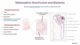 Development Urinary System and Suprarenal Gland [upl. by Adelric]