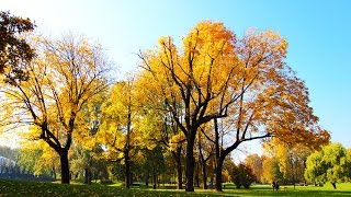 Torino  Una passeggiata ed un picnic nel Parco della Pellerina [upl. by Justicz186]