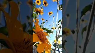 Blessed Life🌻special enpasionarte sunflowers naturevibes fanciful blessings 4you living [upl. by Suixela]