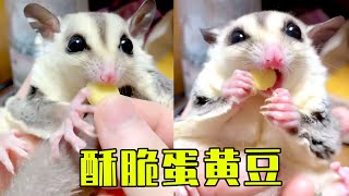 Crispy Egg Yolk【Mr Lis sugar glider L】sugar gliderpeteating broadcast [upl. by Annemarie]