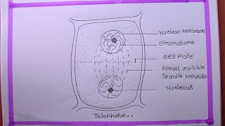 How To Draw telophase [upl. by Calhoun]