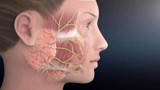 Facial Nerve Anatomy  The Facial Paralysis Institute [upl. by Aciamaj839]